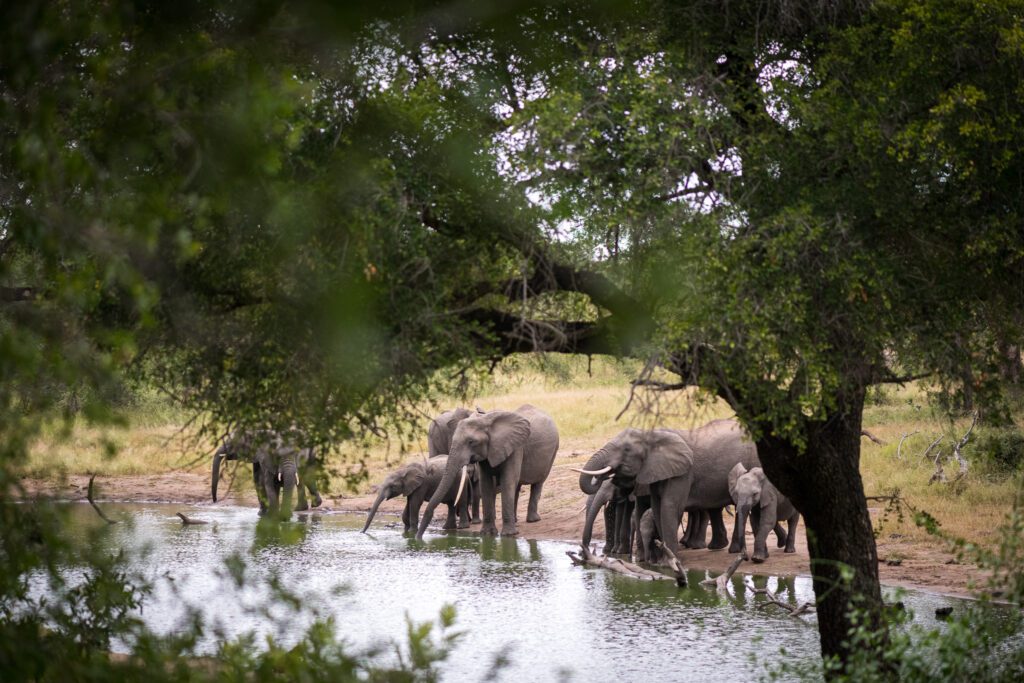 Serondella elephant herd at waterhole Serondella elephant herd at waterhole