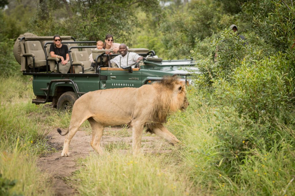 Serondella safari with lion Serondella safari with lion