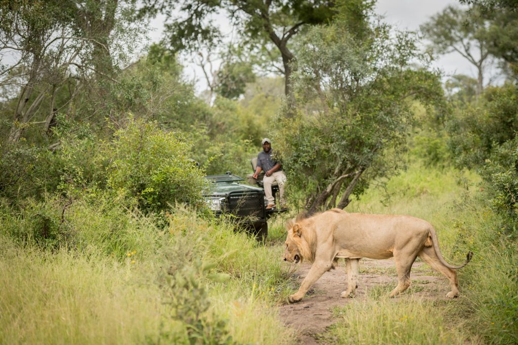 Serondella safari with lion Serondella safari with lion