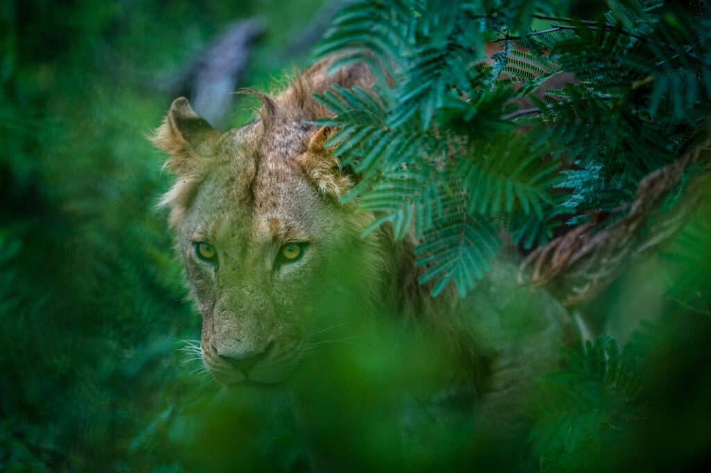 Serondella young lion walking through plants Serondella young lion walking through plants