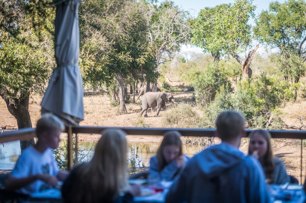 Serondella family lunch with elephants Serondella family lunch with elephants