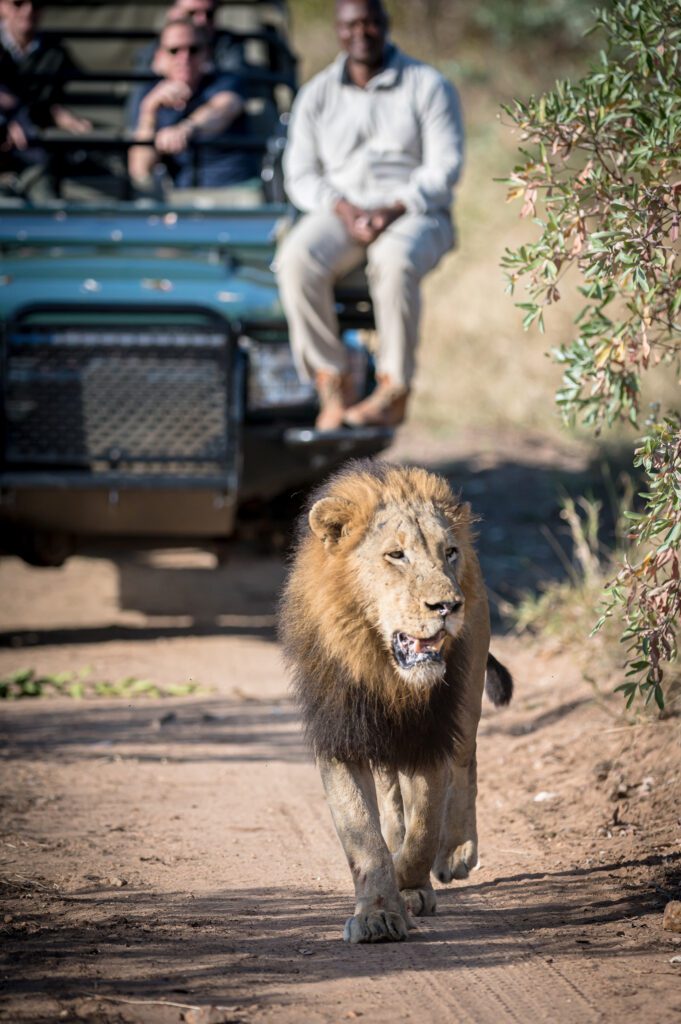 Serondella male lion with safari vehicle Serondella male lion with safari vehicle