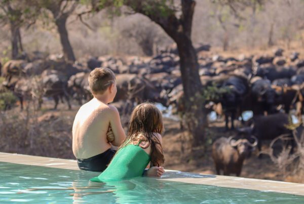 Serondella Family Friendly Safari